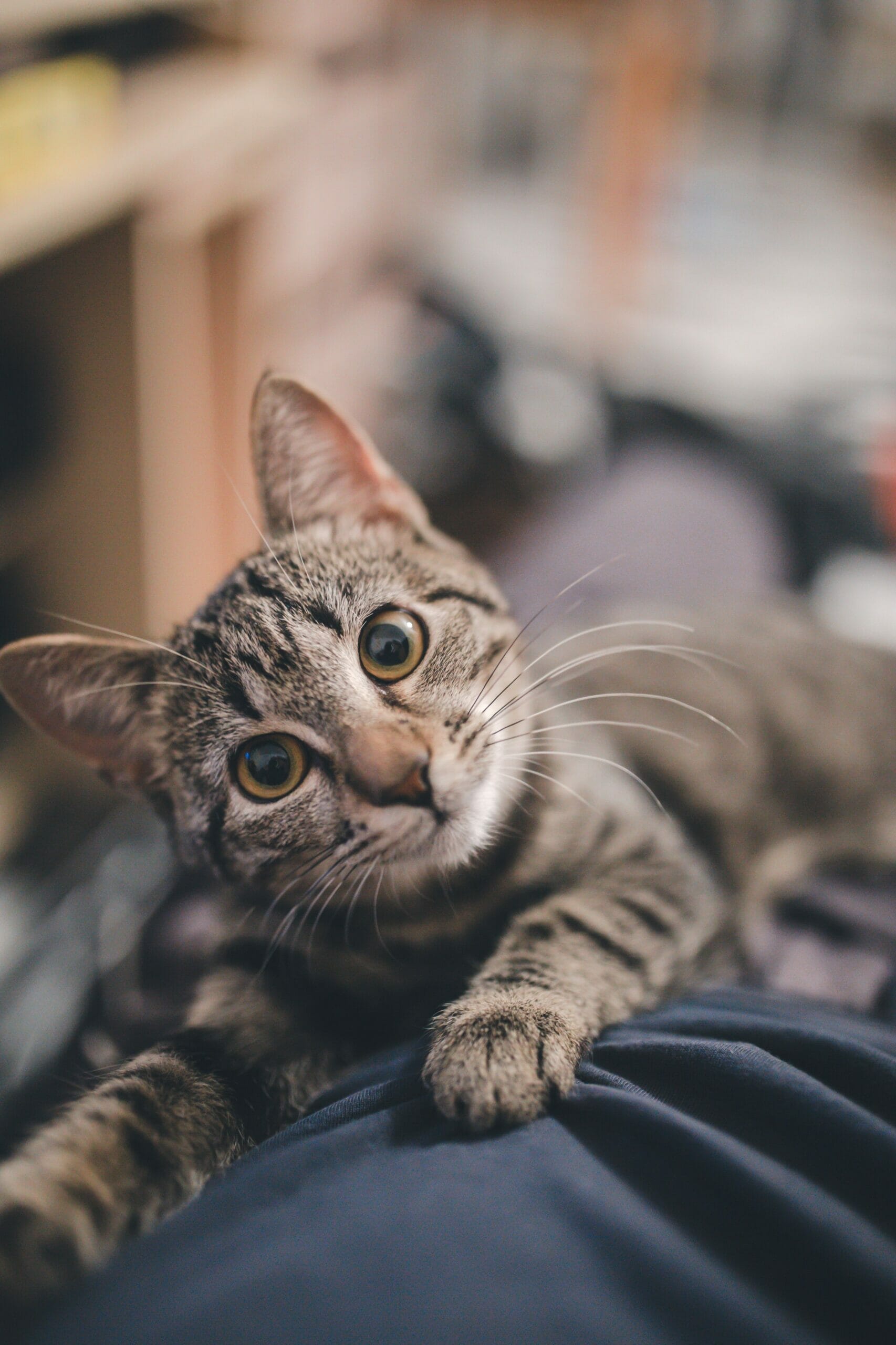 exactly-what-to-say-to-someone-who-has-lost-a-pet-goodbye-self-help