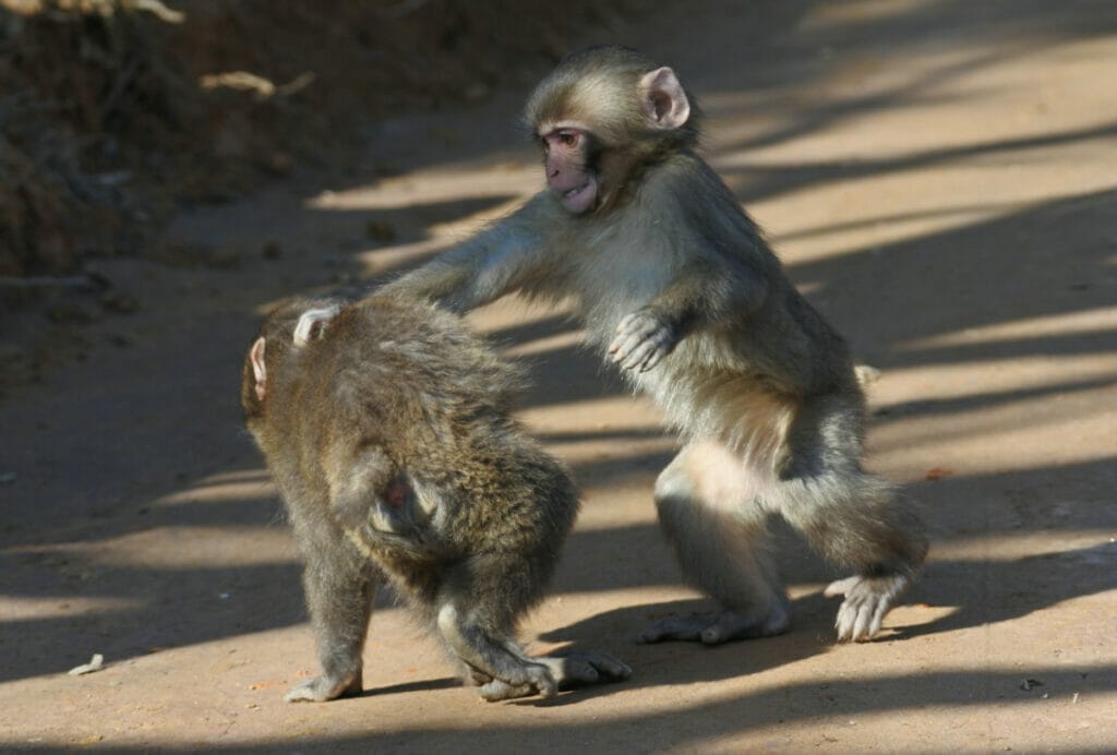 two monkeys playing