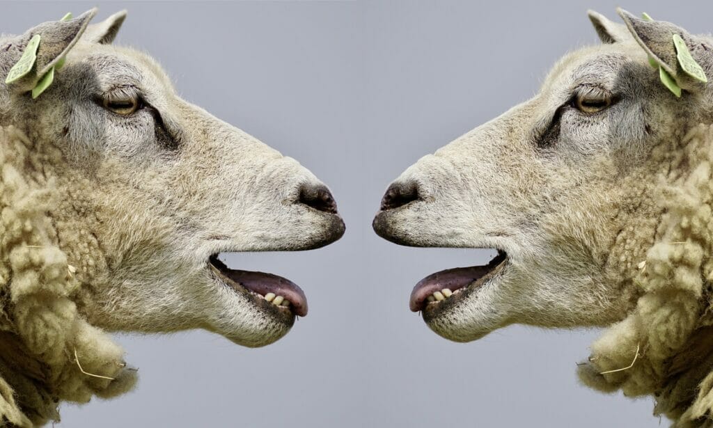 two sheep conversing with each other