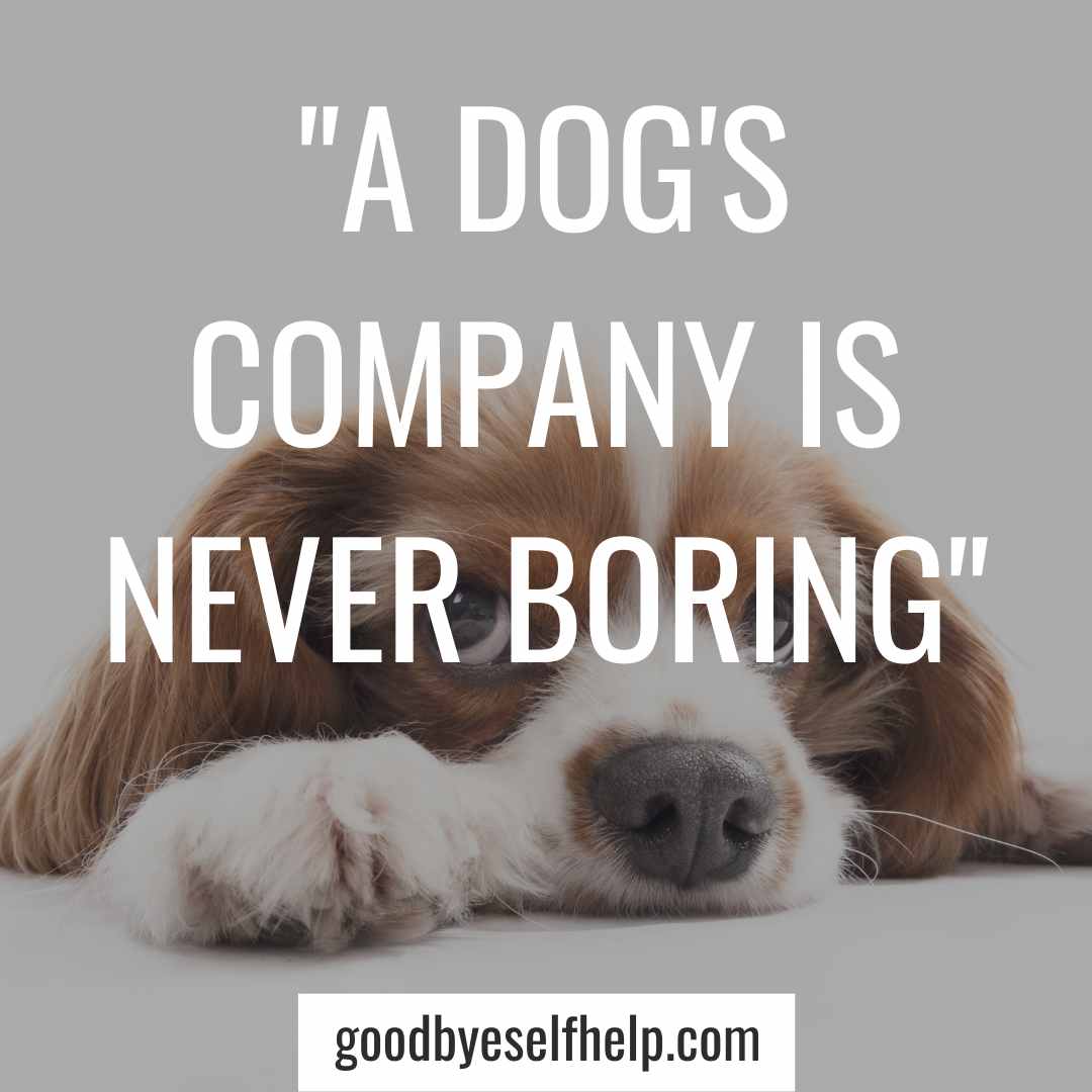 101 Adorable Dog Instagram Captions for the Perfect Post Goodbye Self