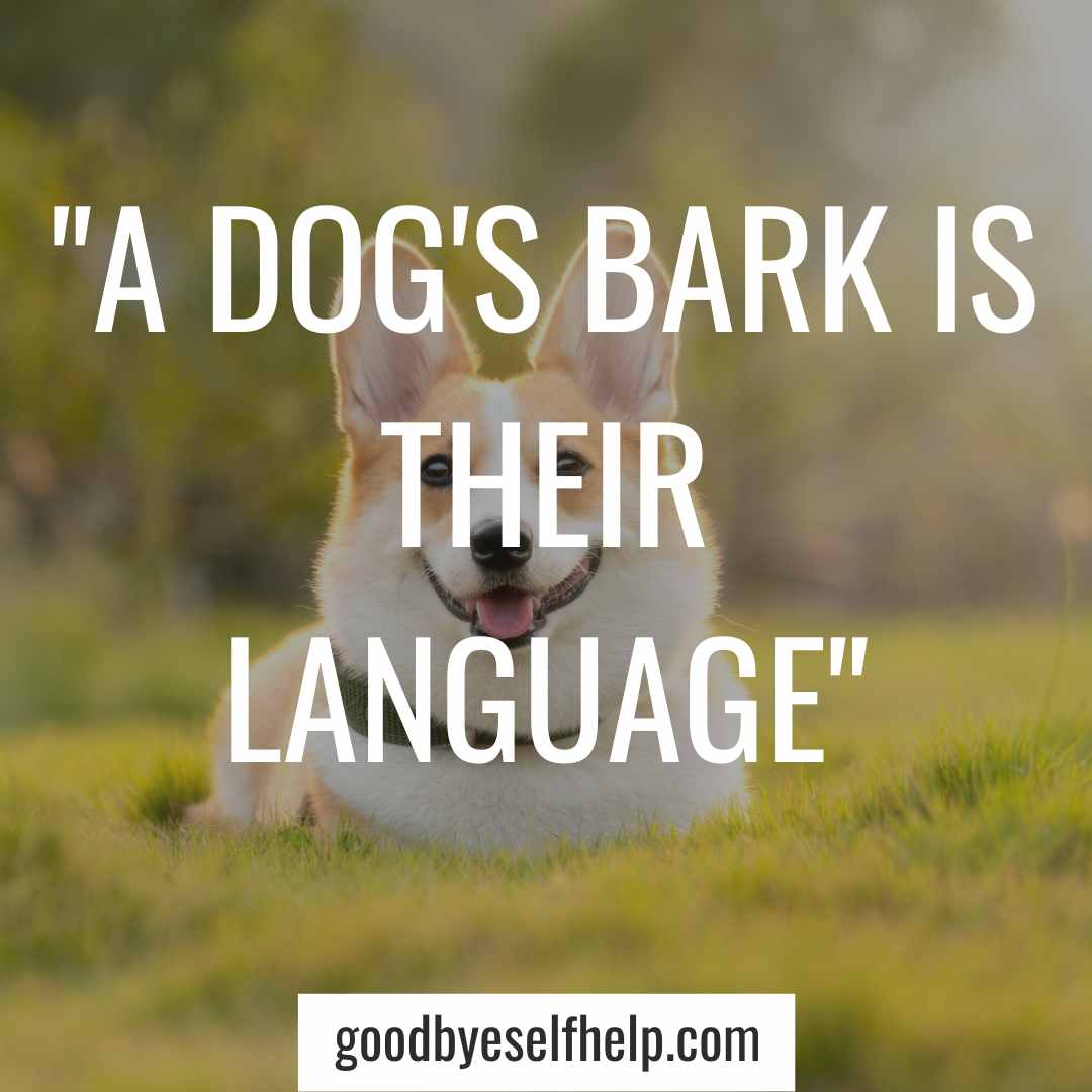 101 Adorable Dog Instagram Captions for the Perfect Post Goodbye Self