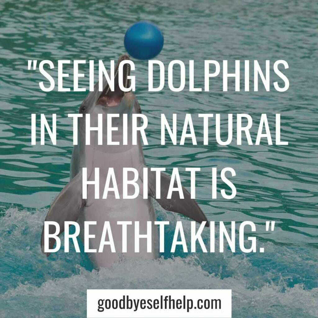 Dolphin instagram captions
