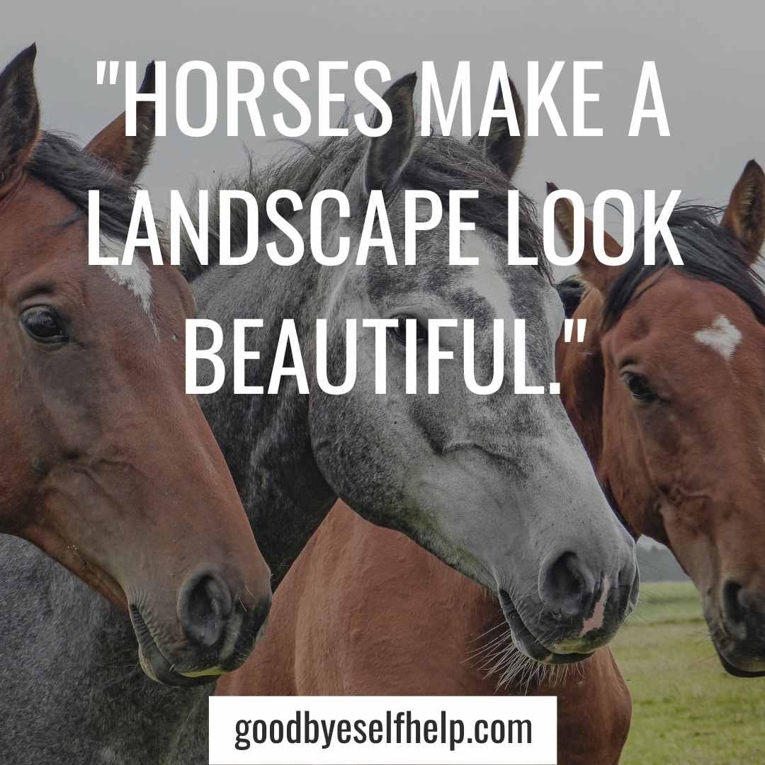 101 Best Horse Instagram Captions for the Perfect Post Goodbye Self Help