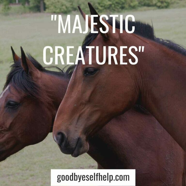 101 Best Horse Instagram Captions for the Perfect Post Goodbye Self Help