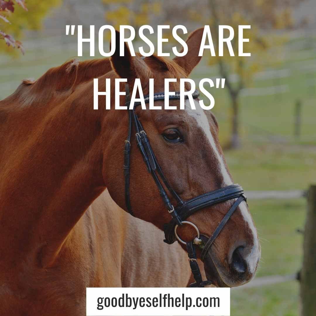 101 Best Horse Instagram Captions for the Perfect Post Goodbye Self Help