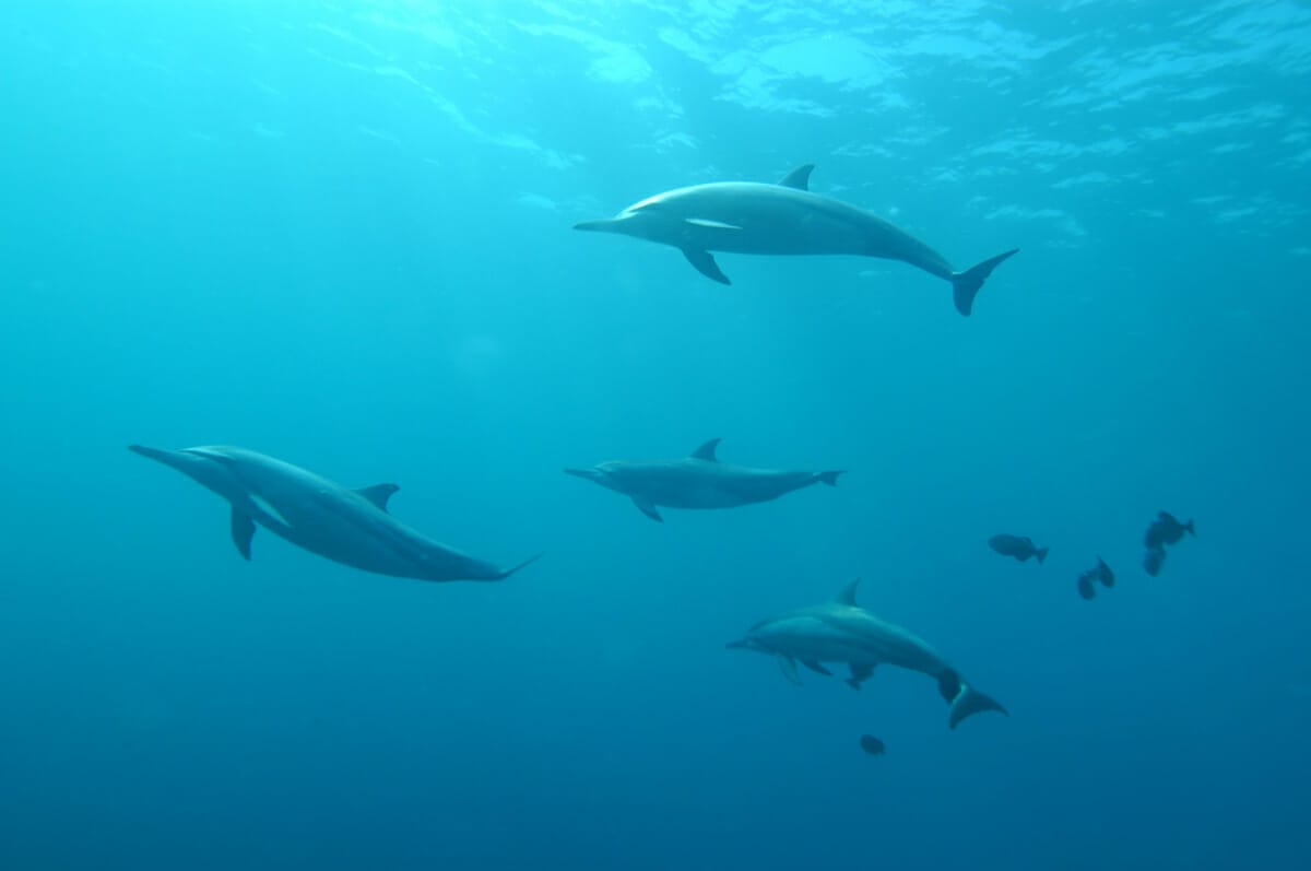 101 Cute Instagram Captions about Dolphins for the Perfect Post via @allamericanatlas