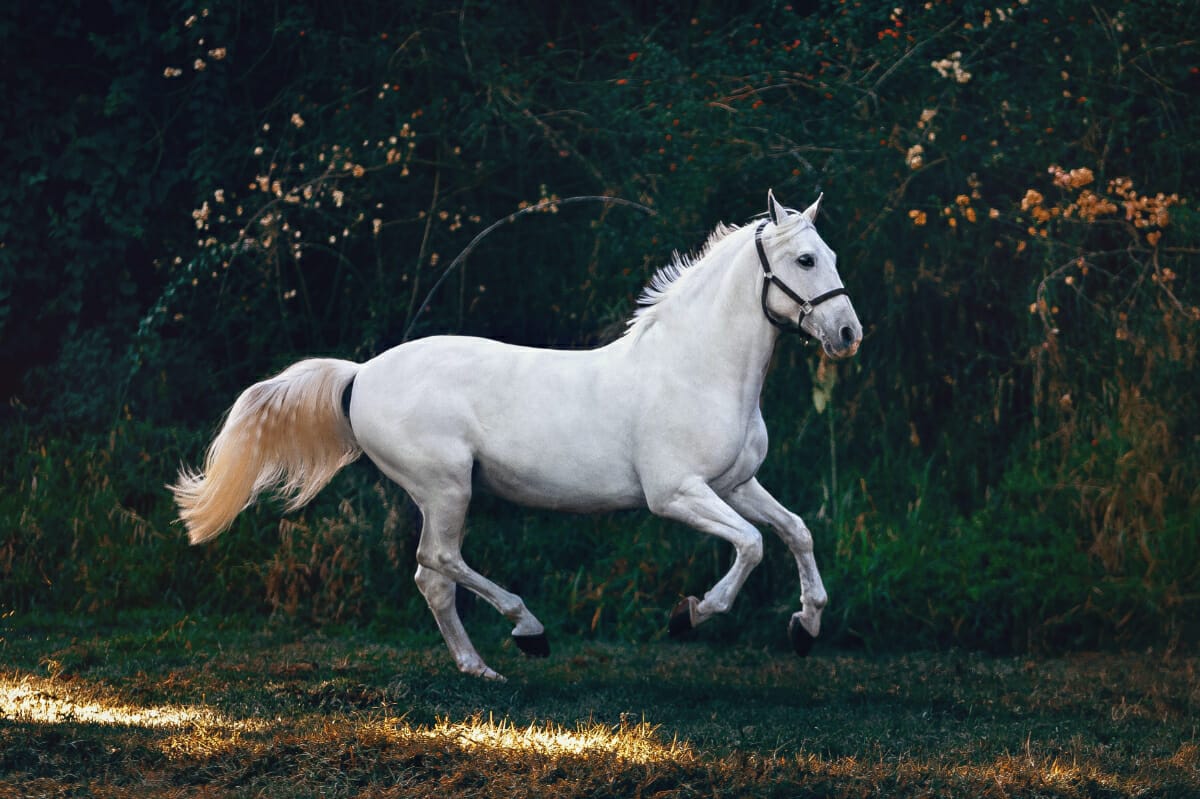 101 Best Horse Instagram Captions for the Perfect Post via @allamericanatlas